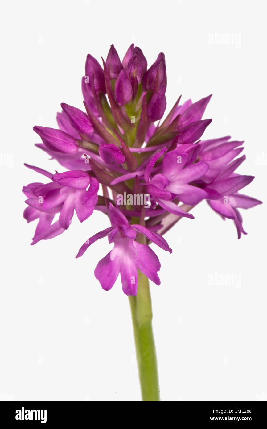 Un orchide, Anacamptis pyramidalis, con la tipica forma piramidale ombreggiata testa di fiori, Giugno Foto Stock
