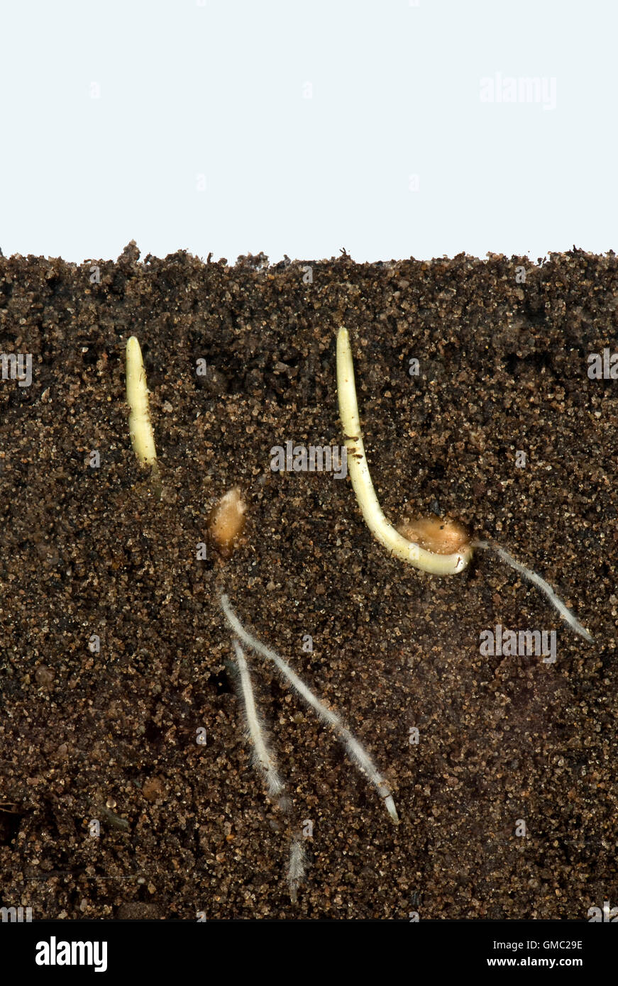 Semi di grano di germinare in una facciata di vetro che mostra serbatoio radice e lo sviluppo dell'antenna Foto Stock