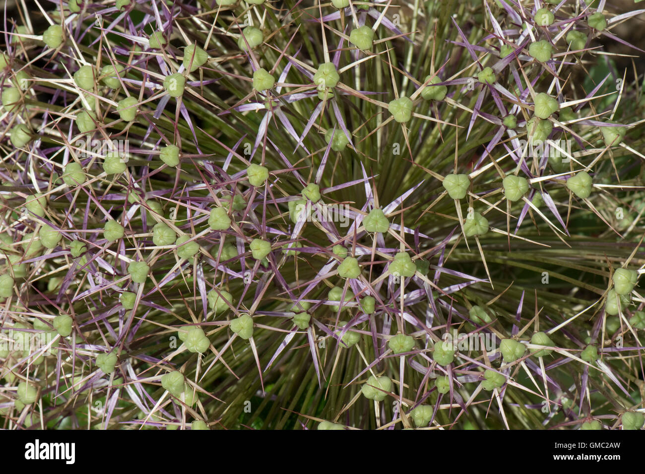 Testa di fiori di broccoli su una stella di Persia, Allium christophii, withdeveloping semi e ovaie verde Foto Stock