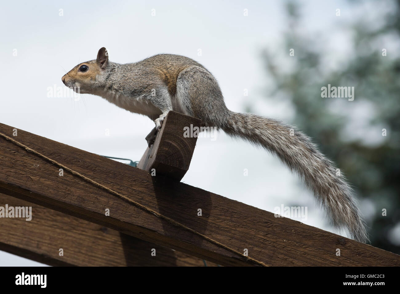 Un adulto squiirel grigio in un salto di posizione dopo la fuoriuscita di saccheggiare un bird feeder, Berkshire, Luglio Foto Stock