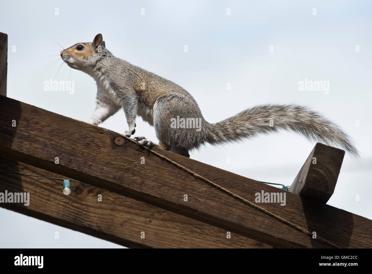 Un adulto squiirel grigio in un salto di posizione dopo la fuoriuscita di saccheggiare un bird feeder, Berkshire, Luglio Foto Stock