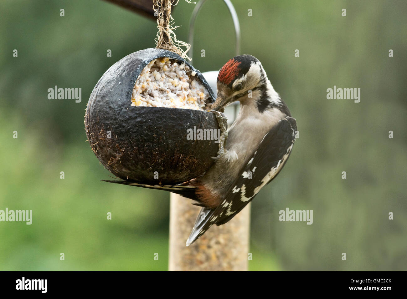 Un bambino grande spotted woodpecked, Dendrocopos major, alimentazione da un grasso e riempito di semi guscio di noce di cocco Foto Stock