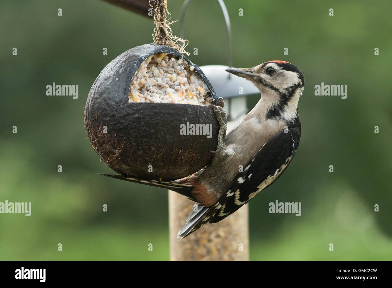 Un bambino grande spotted woodpecked, Dendrocopos major, alimentazione da un grasso e riempito di semi guscio di noce di cocco Foto Stock