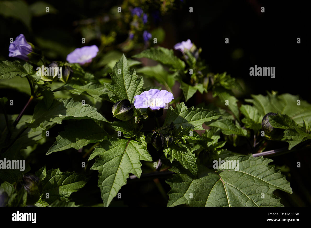 Nicandra blu a forma di campana fiore,talvolta noto come Shoo fly mostra di piante di fiori e frutta Foto Stock