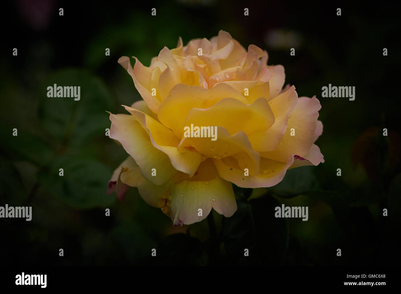 Piante e fiori, dei Caraibi asian Foto Stock