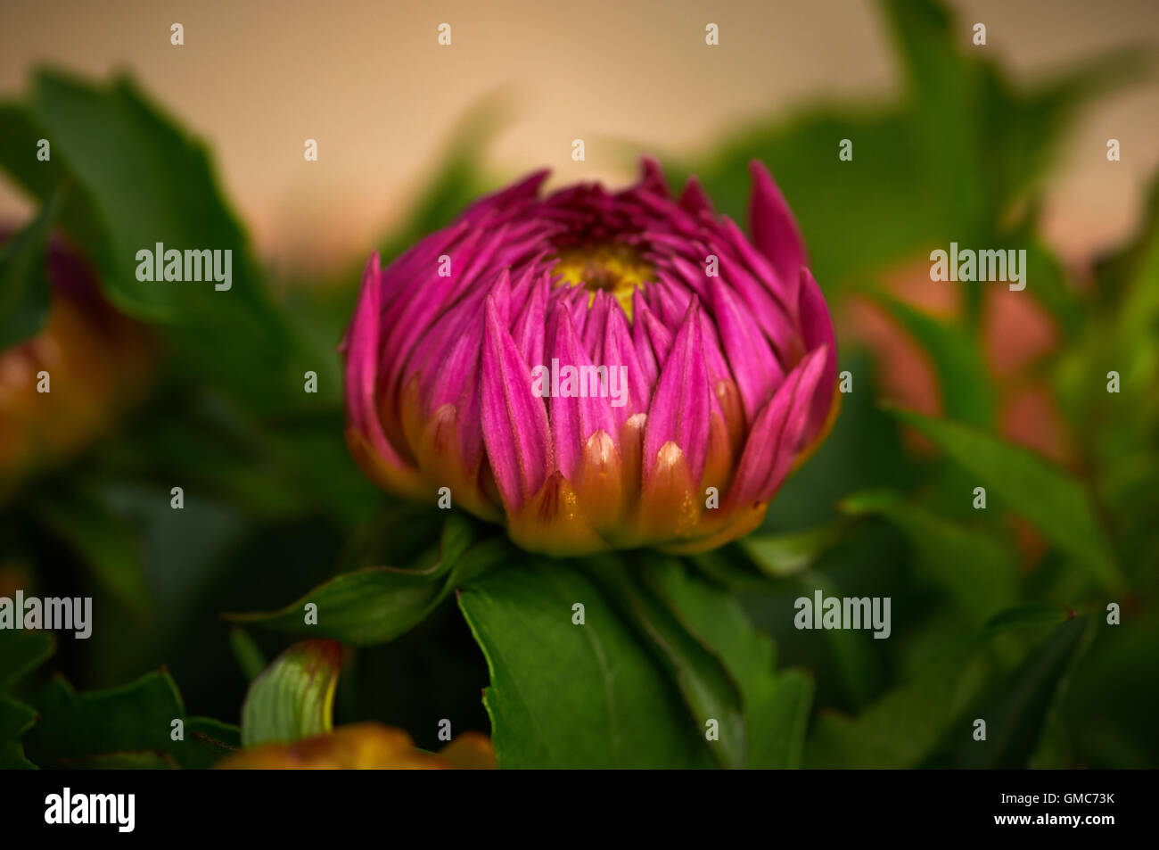 Piante e fiori, dei Caraibi asian Foto Stock