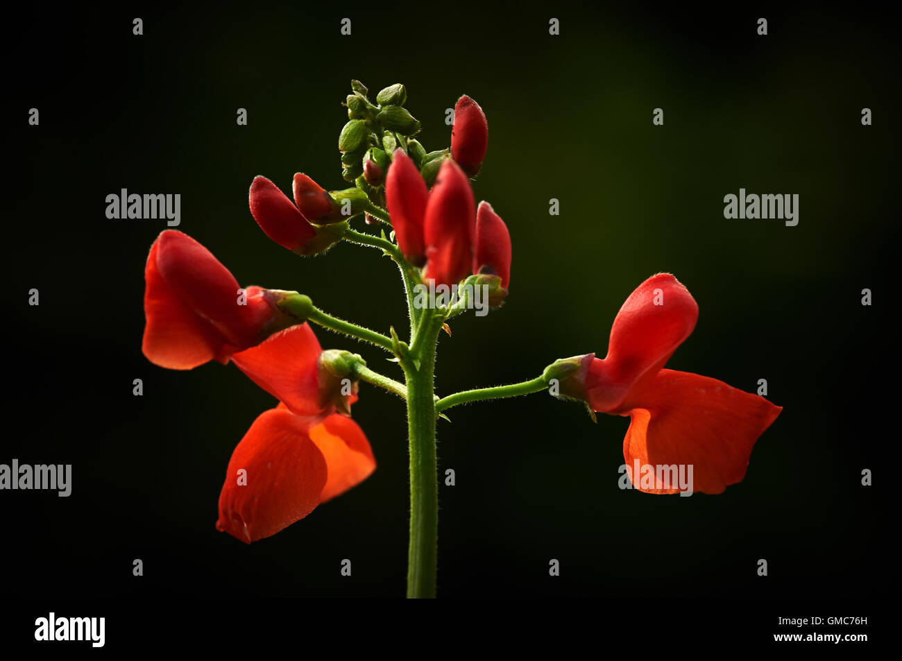 Piante e fiori, dei Caraibi asian Foto Stock