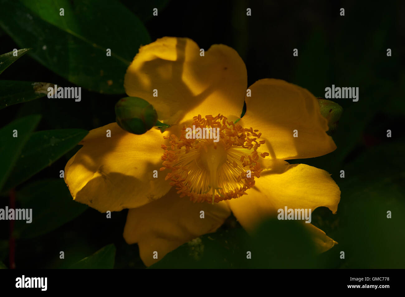 Piante e fiori, dei Caraibi asian Foto Stock