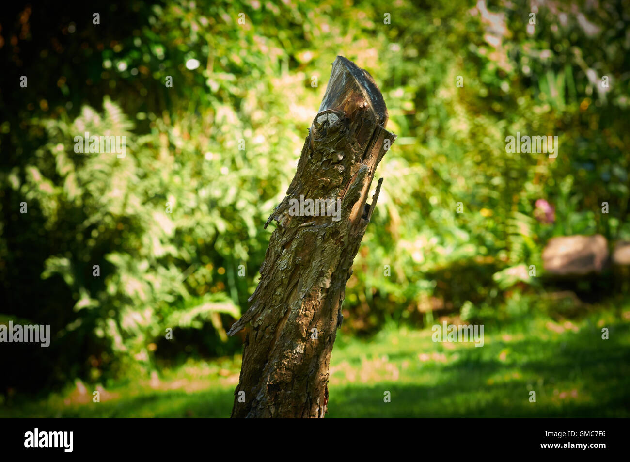 Piante e fiori, dei Caraibi asian Foto Stock