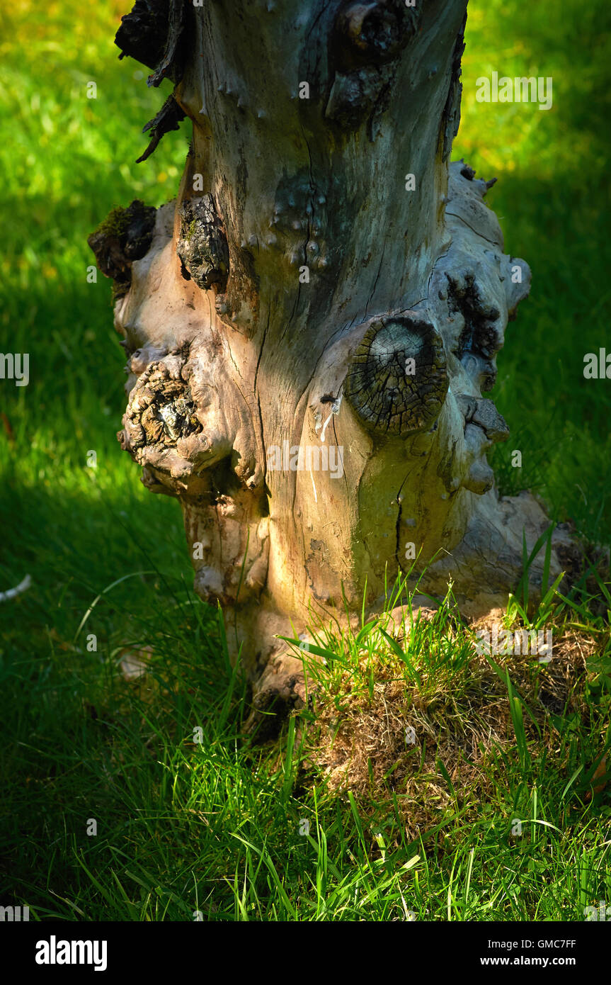 Piante e fiori, dei Caraibi asian Foto Stock