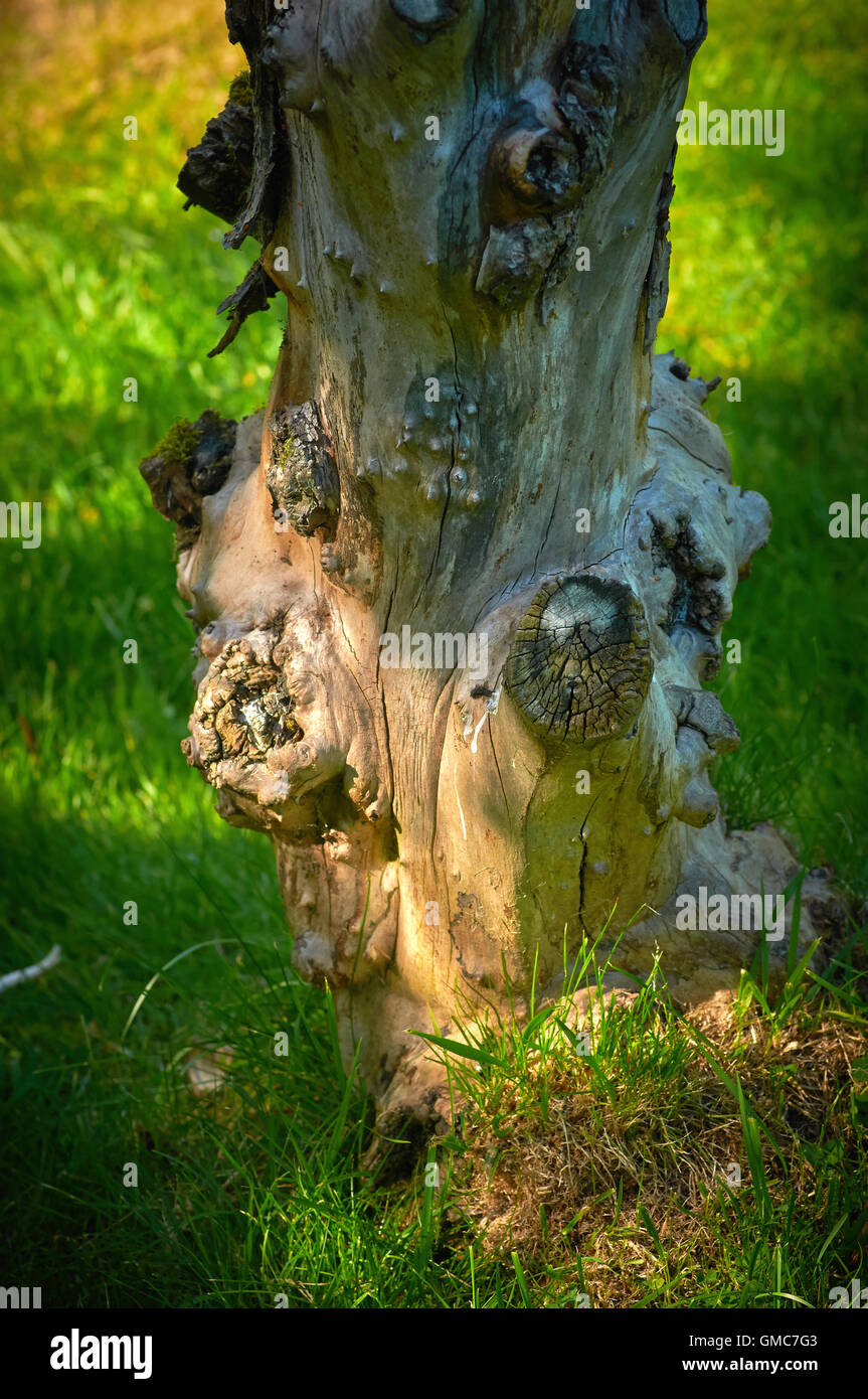 Piante e fiori, dei Caraibi asian Foto Stock