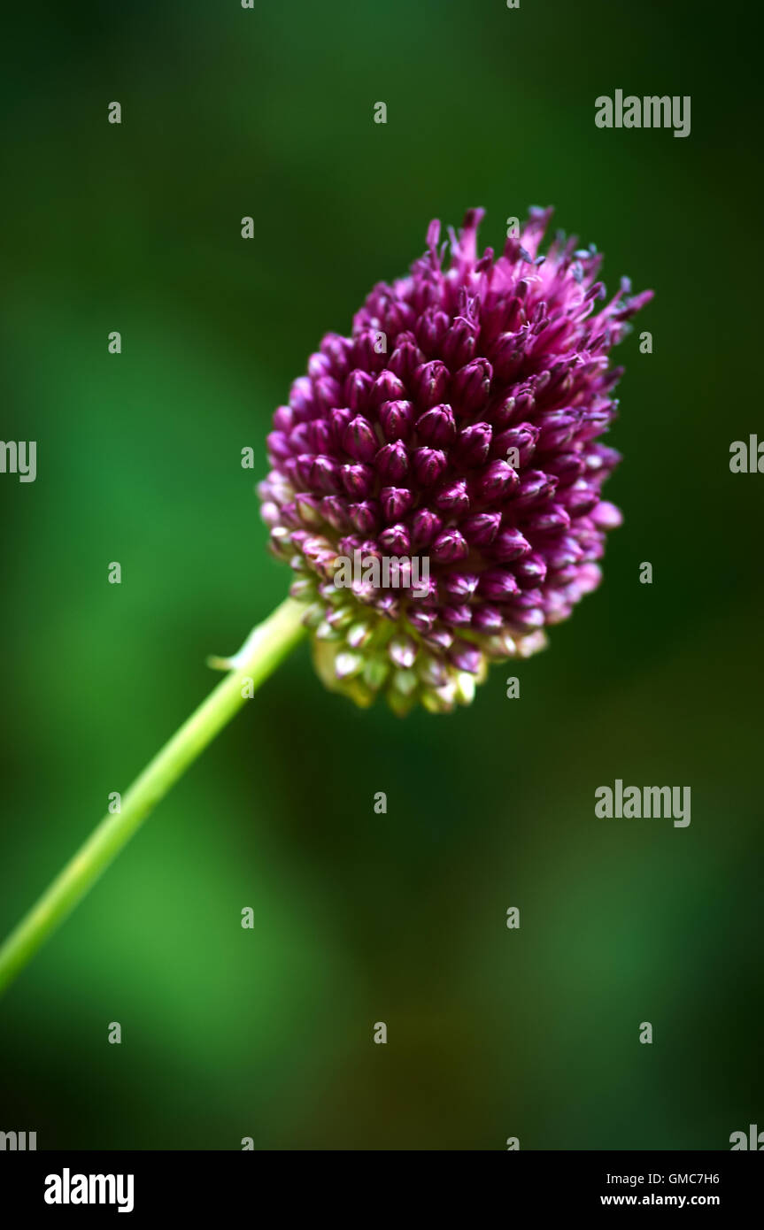 Piante e fiori, dei Caraibi asian Foto Stock