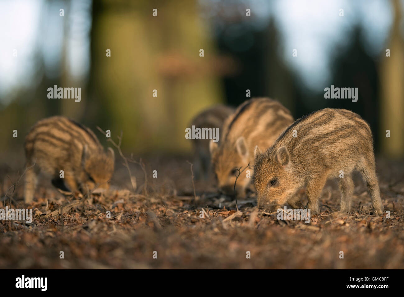 Branchi striati di cinghiale / Wildschwein ( Sus scrofa ) alla ricerca di cibo nel loro habitat naturale sul fondo della foresta, in Europa. Foto Stock Branchi striati di cinghiale / Wildschwein ( Sus scrofa ) alla ricerca di cibo nel loro habitat naturale sul fondo della foresta, in Europa. Foto Stock