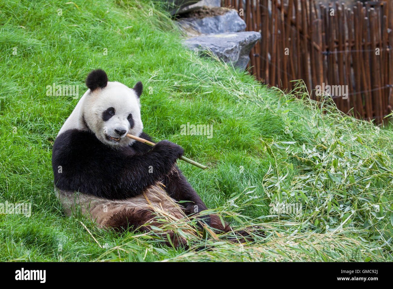 Panda si siede per terra e mangia il bambù in un zoo Foto Stock