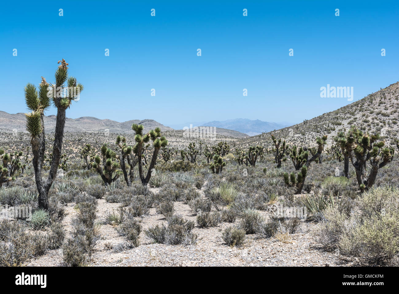 Joshua tree forest, Monte Charleston, Nevada Foto Stock