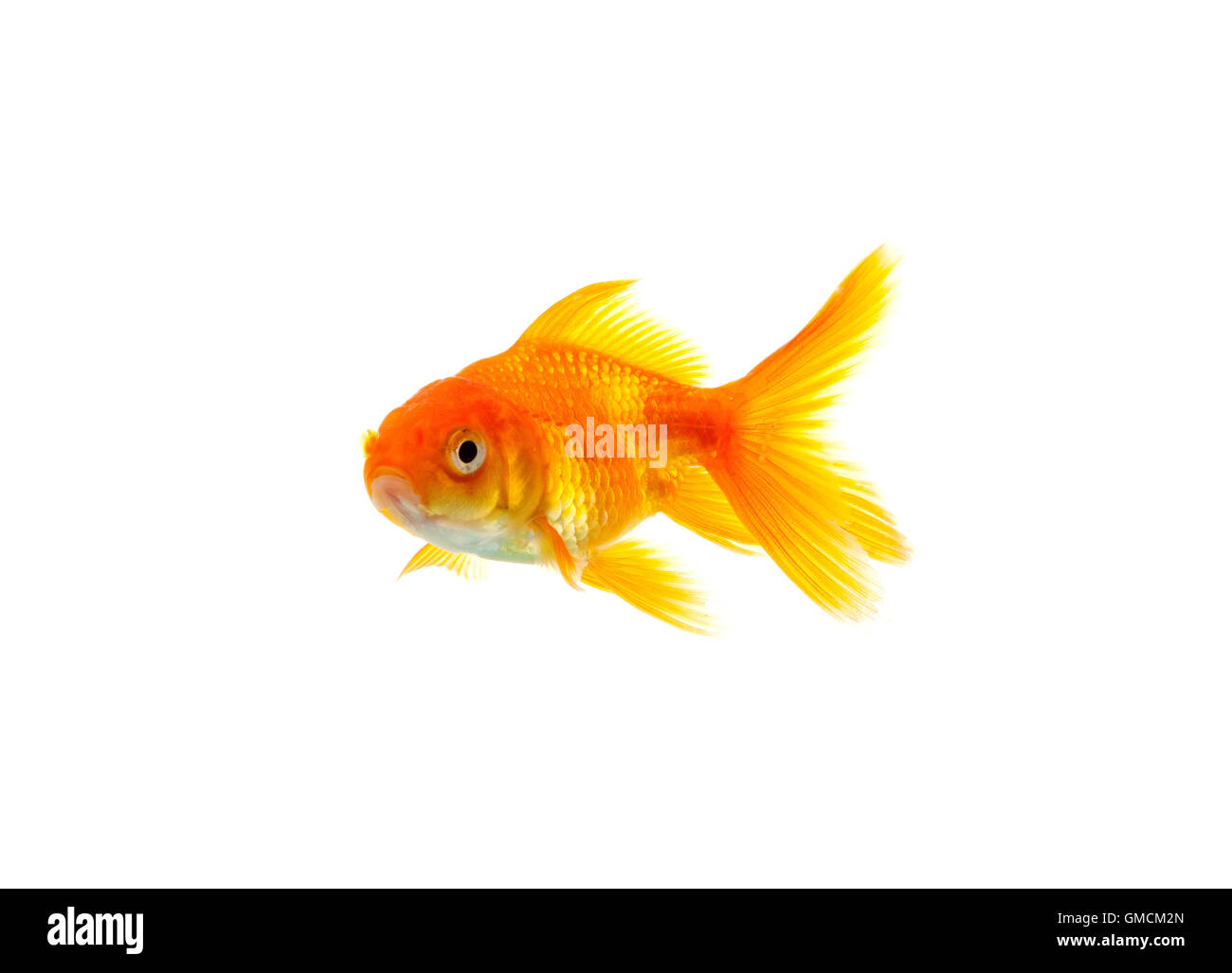 Pesce rosso Foto Stock