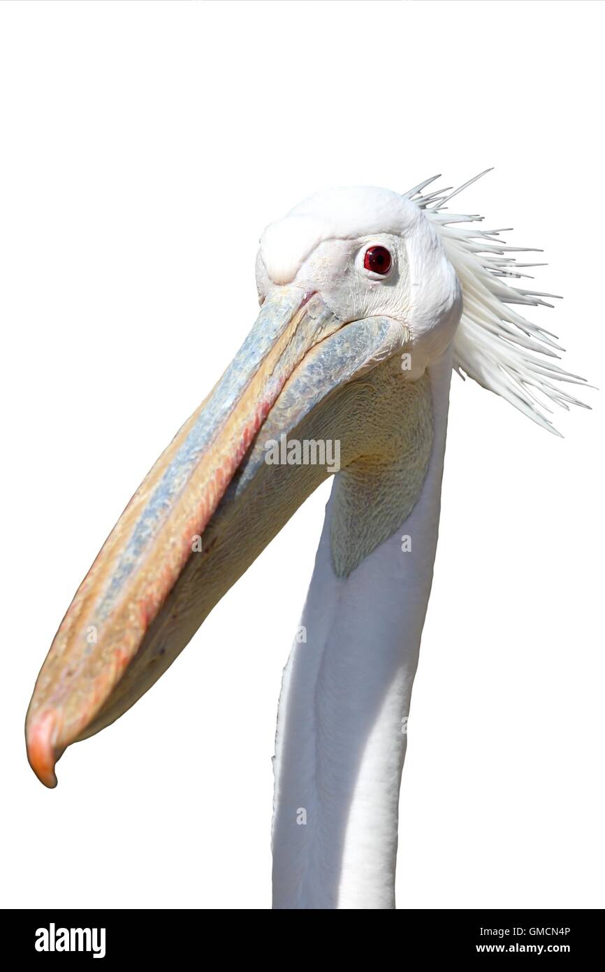 Pelican Bird Funny Face Foto Stock