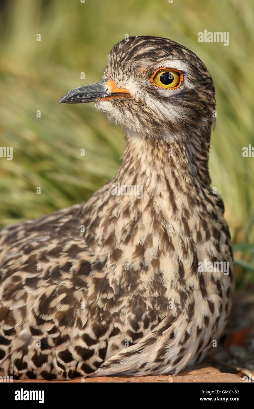 Uccello Thick-Knee ritratto Foto Stock