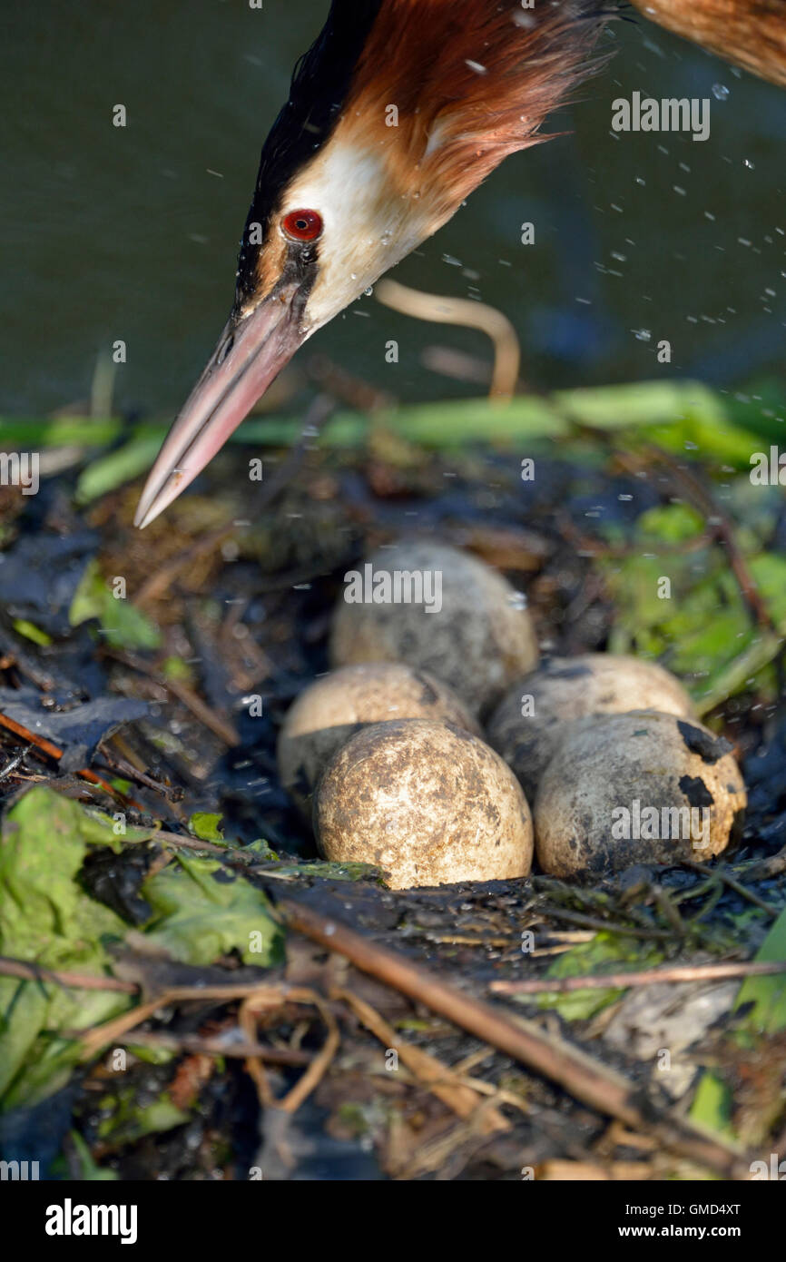 Svasso maggiore / haubentaucher ( Podiceps cristatus ), headshot, saltando sul suo nido, close up di una frizione di uova. Foto Stock