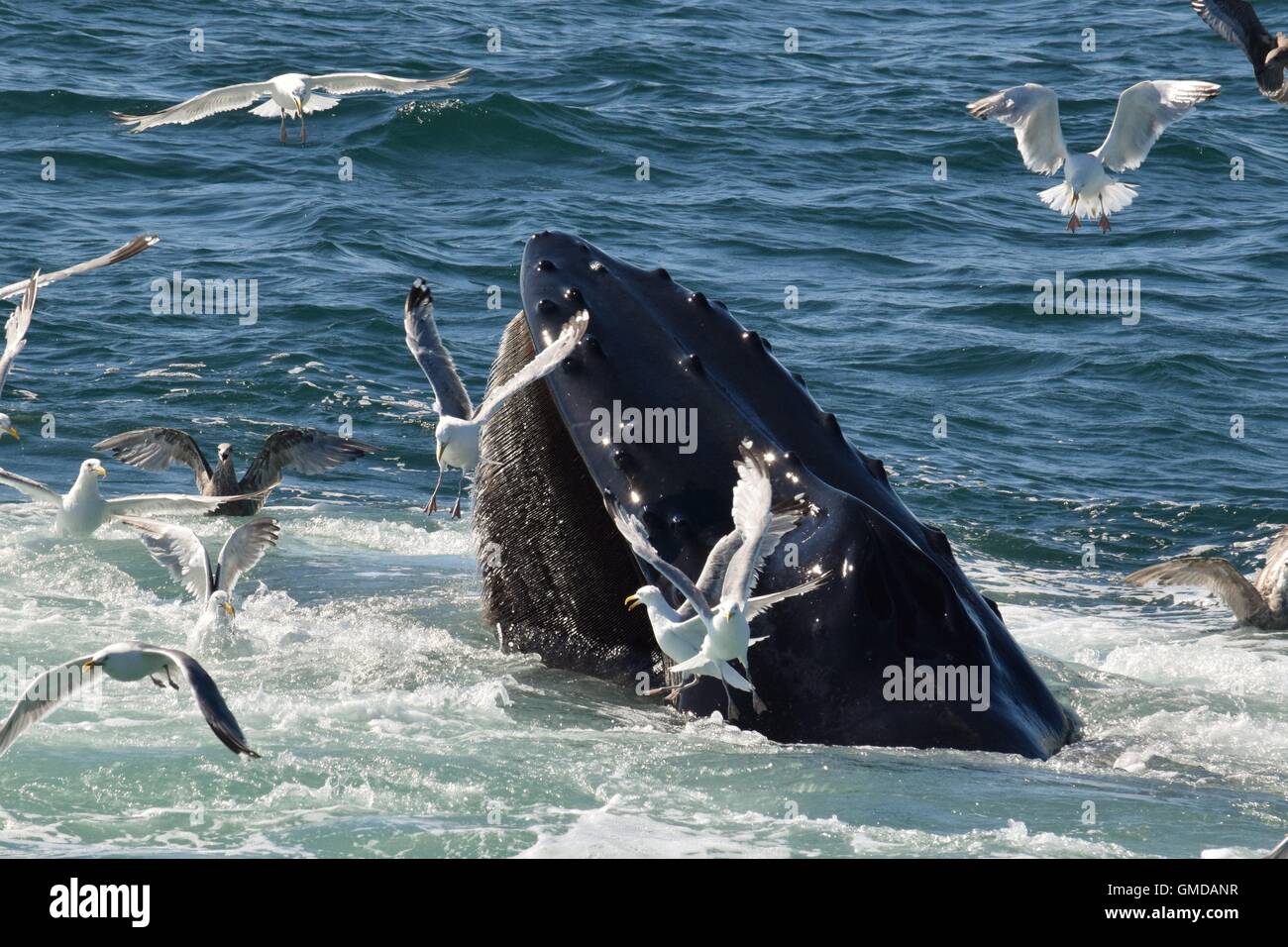 Le megattere al largo delle coste del Massachusetts a bocca aperta alimentando i gabbiani planare intorno Foto Stock