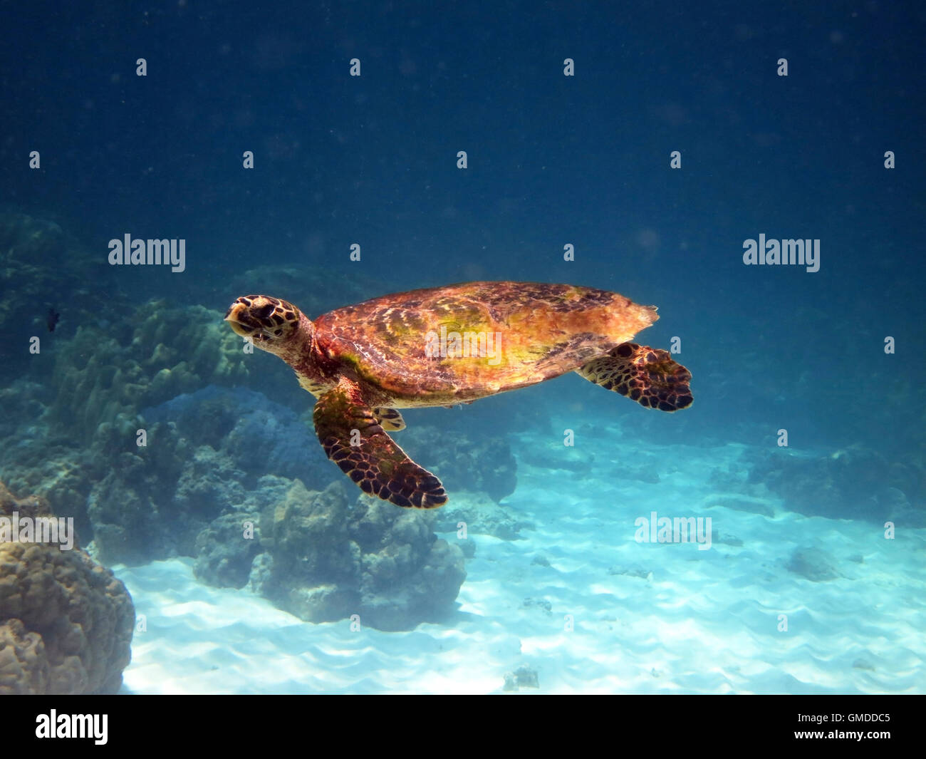 tartaruga di mare Foto Stock