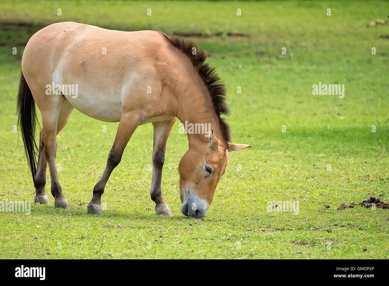 Cavallo di Przewalski in una radura Foto Stock