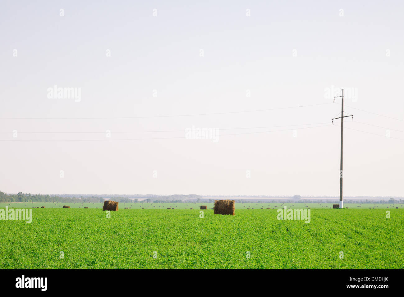 Pile di fieno sul campo verde Foto Stock