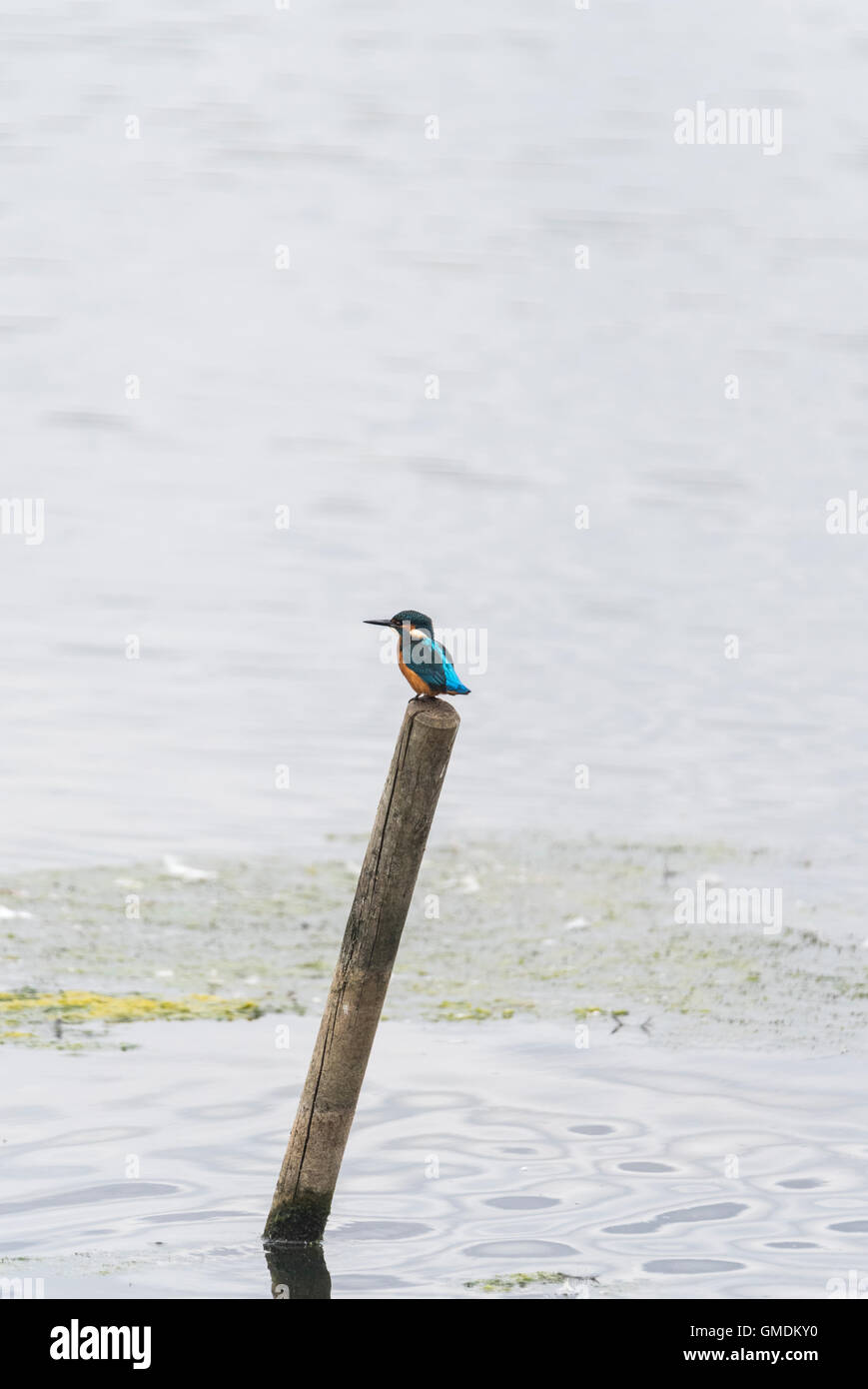 Un arroccato Kingfisher Foto Stock