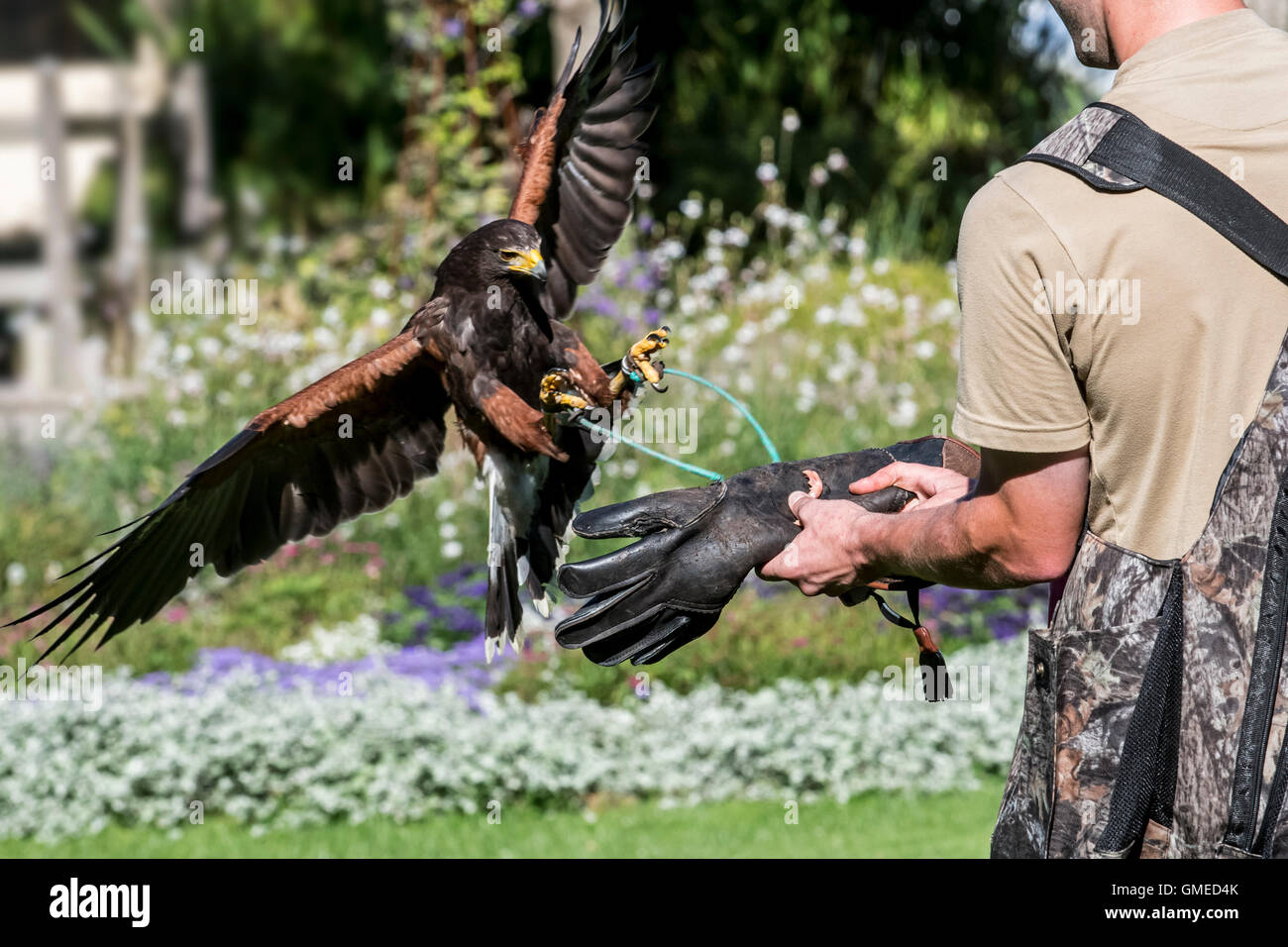 La Harris hawk (Parabuteo unicinctus) lo sbarco su falconer la mano guantata presso gli uccelli rapaci mostra Foto Stock