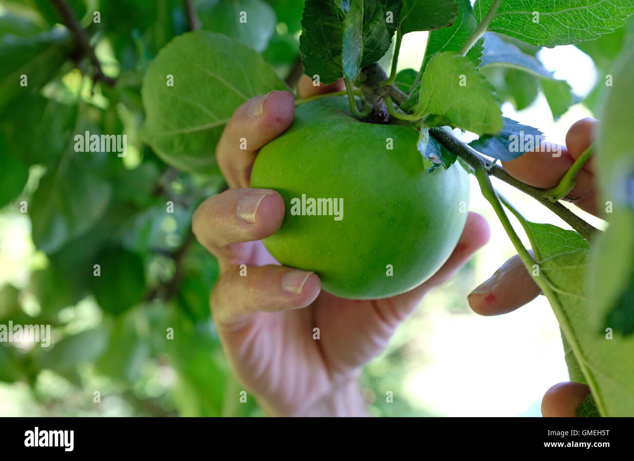 Maschio maturo giardiniere picking bramley mele Foto Stock