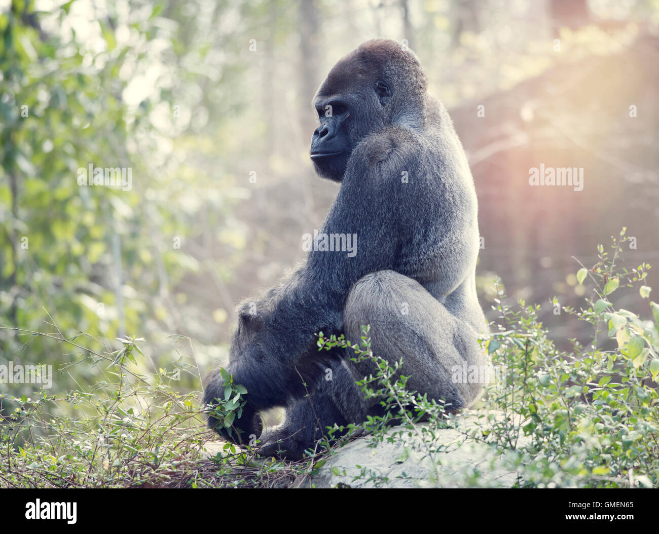 Gorilla Silverback seduto su una roccia Foto Stock