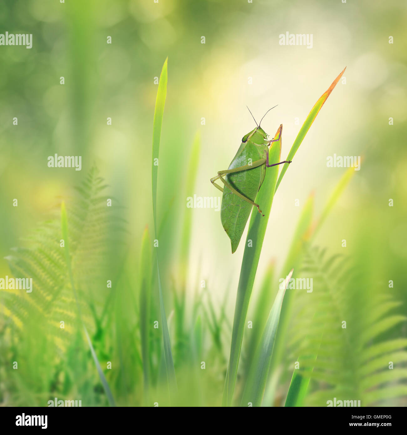Foglia verde Grasshopper su un impianto Foto Stock
