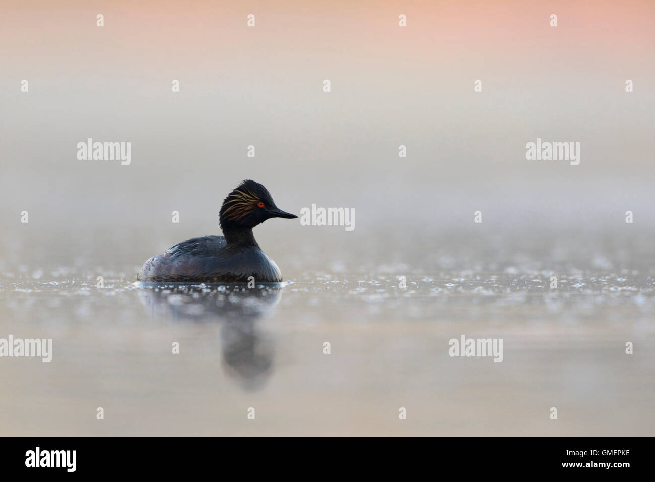 Grebe dal collo nero / Grebe dalle orecchie / Schwarzhalstaucher ( Podiceps nigricollis ) in un'atmosfera tranquilla e silenziosa al mattino presto, fauna selvatica, Europa. Foto Stock
