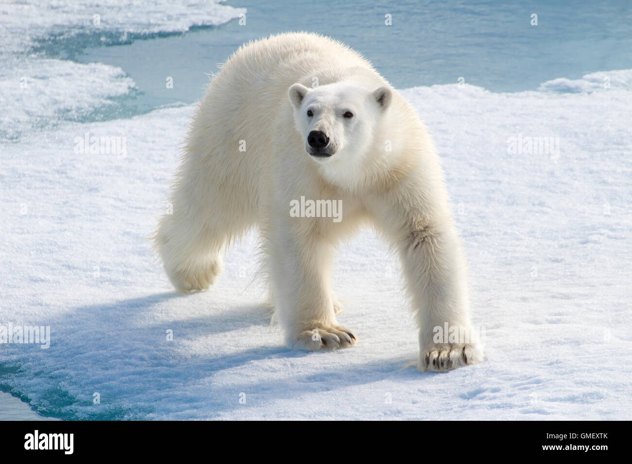 Un grande maschio di orso polare cammina con una pavoneggia sul mare di ghiaccio nell'Artico. Foto Stock
