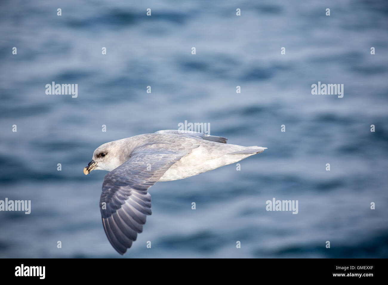 Un Arctic Fulmar vola lungo una nave in Svalbard in cerca di cibo nella scia della nave Foto Stock