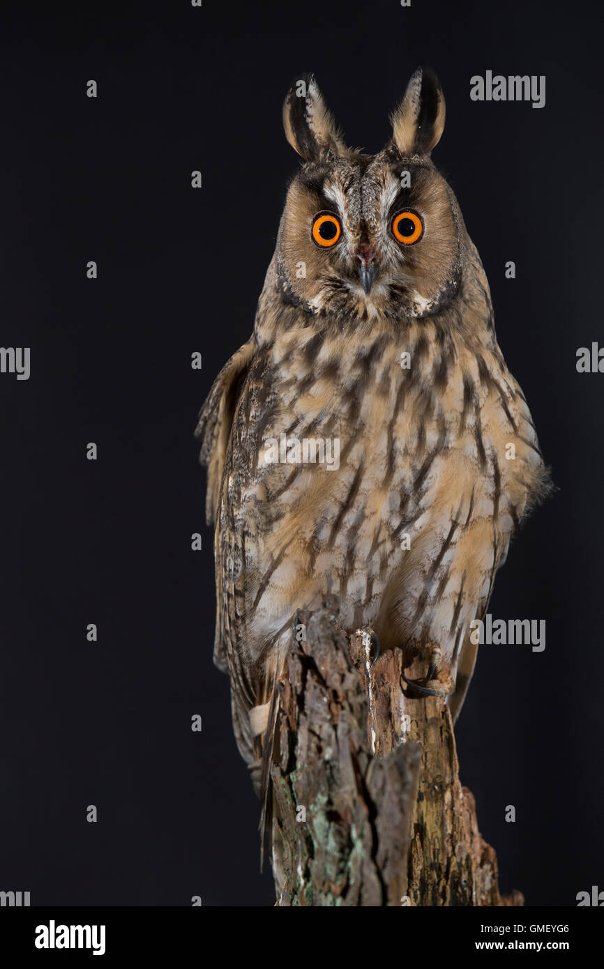 Waldohreule, Waldohr-Eule, Asio otus, gufo comune, Le Hibou moyen-duc Foto Stock