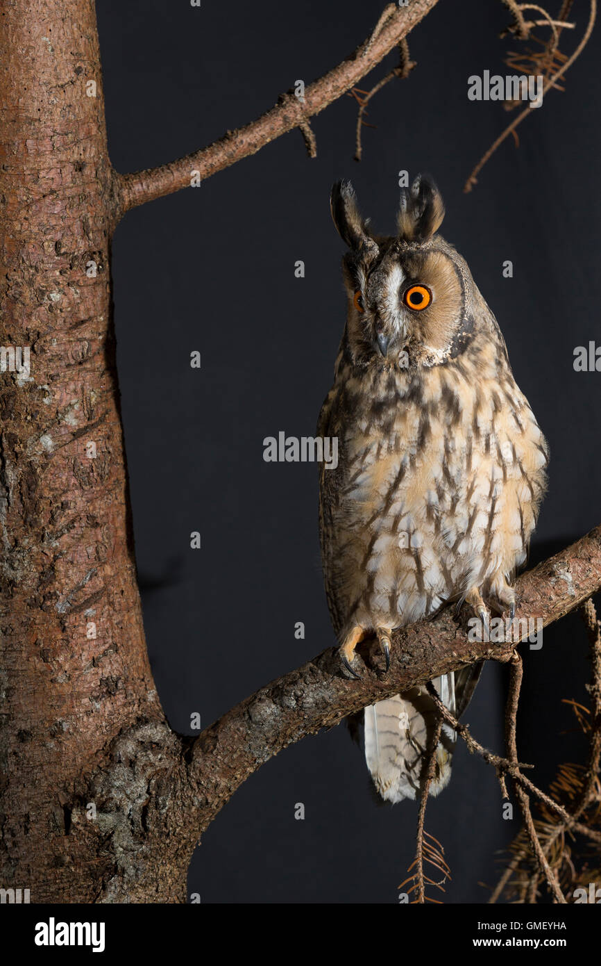 Waldohreule, Waldohr-Eule, Asio otus, gufo comune, Le Hibou moyen-duc Foto Stock