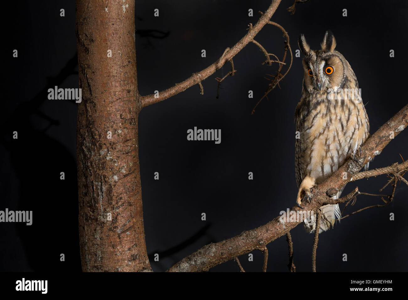 Waldohreule, Waldohr-Eule, Asio otus, gufo comune, Le Hibou moyen-duc Foto Stock