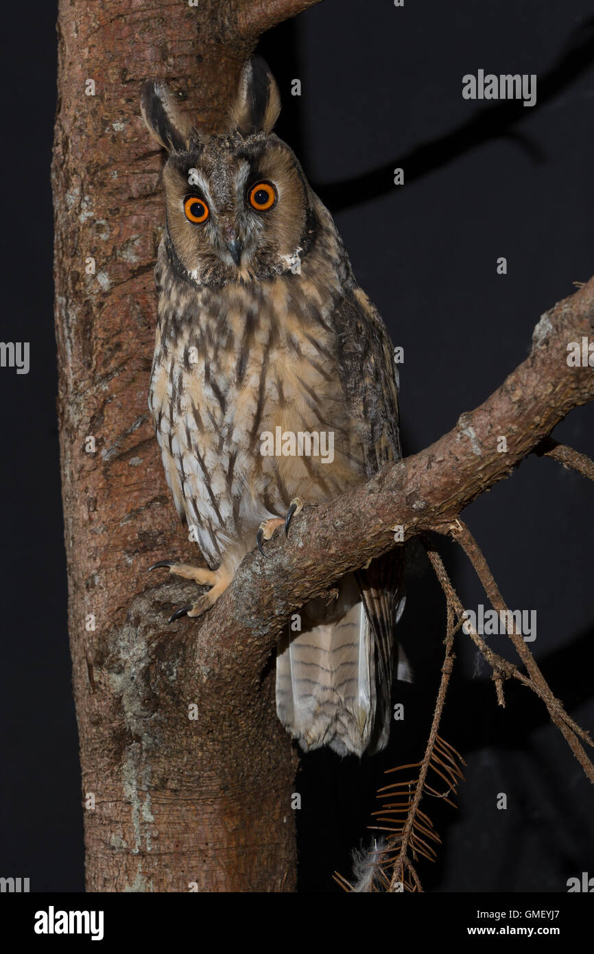 Waldohreule, Waldohr-Eule, Asio otus, gufo comune, Le Hibou moyen-duc Foto Stock