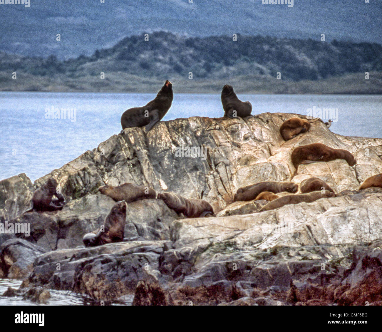 Tierra del Fuego, Argentina. Il 9 febbraio, 2003. Sud Americana dei leoni di mare (Otaria flavescens) su un isolotto roccioso nel Canale di Beagle in Tierra del Fuego arcipelago, vicino alla città di Ushuaia dove il turismo popolare è un settore in crescita dell'economia. © Arnold Drapkin/ZUMA filo/Alamy Live News Foto Stock