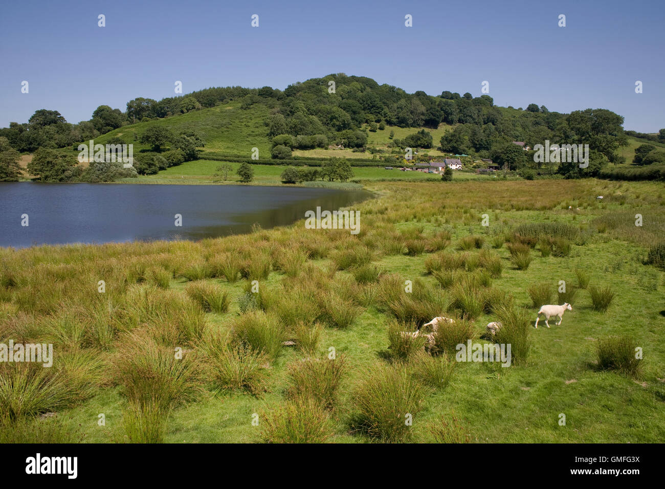 Estremità meridionale della Bassa Talley lago con una palude erbosa Foto Stock