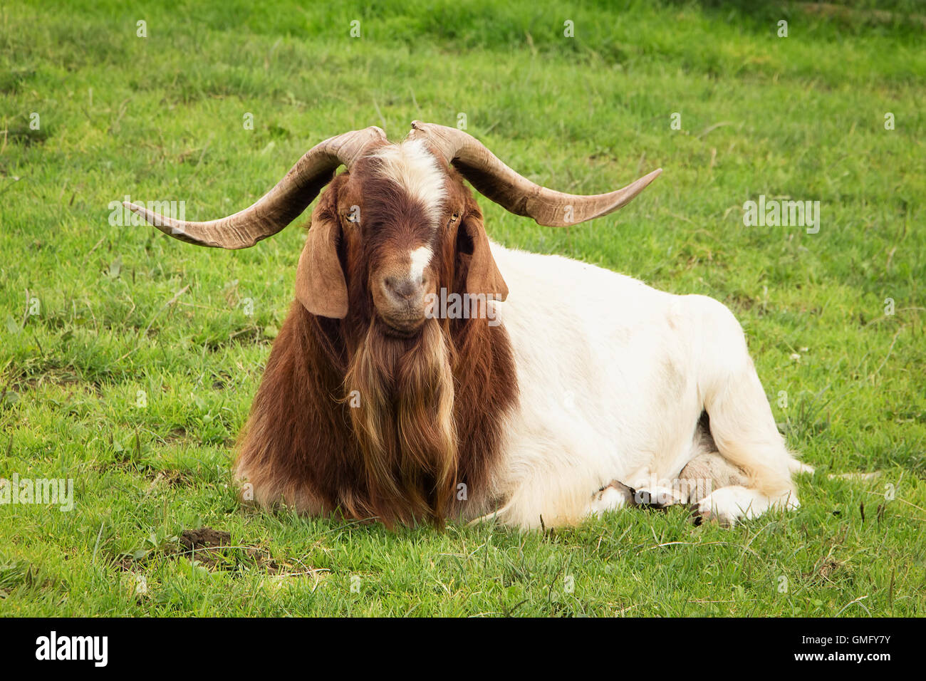 Big Billy capra, capro in agriturismo Foto Stock