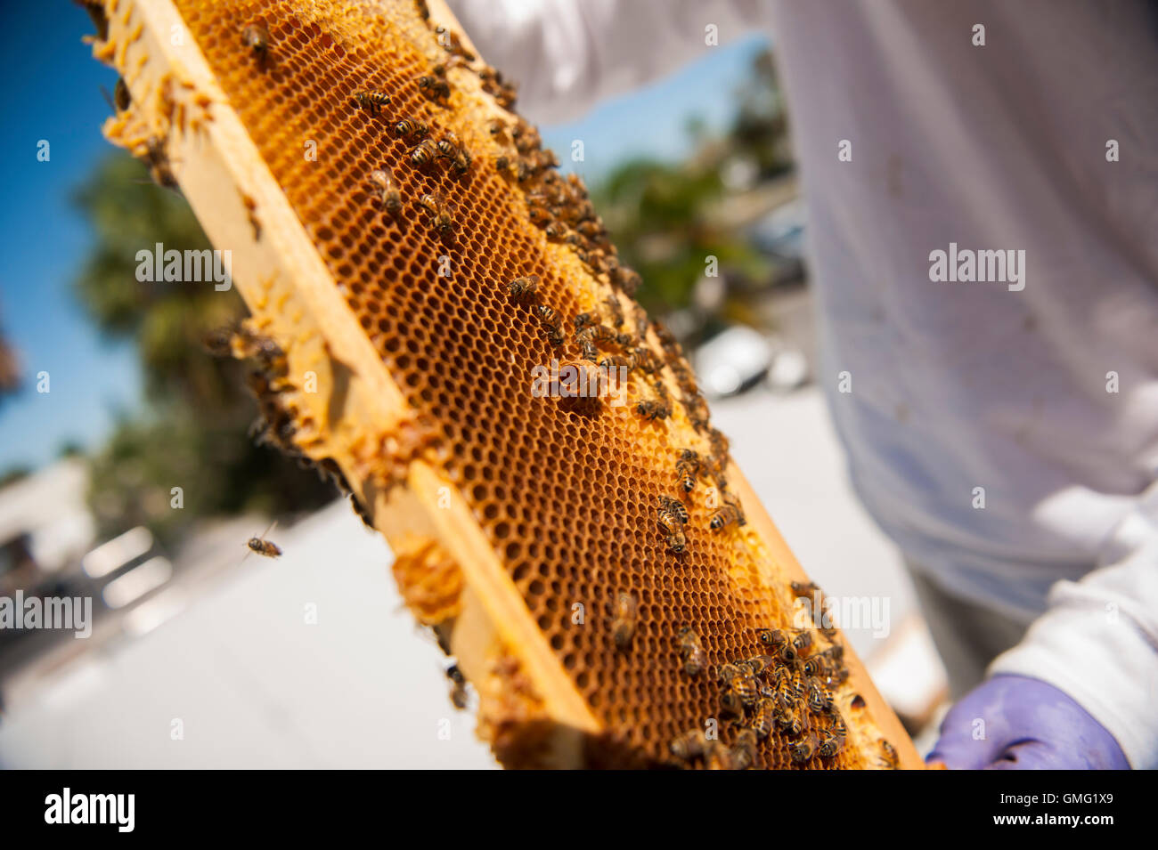 Apicoltore tenendo un telaio con visibile cella queen Foto Stock