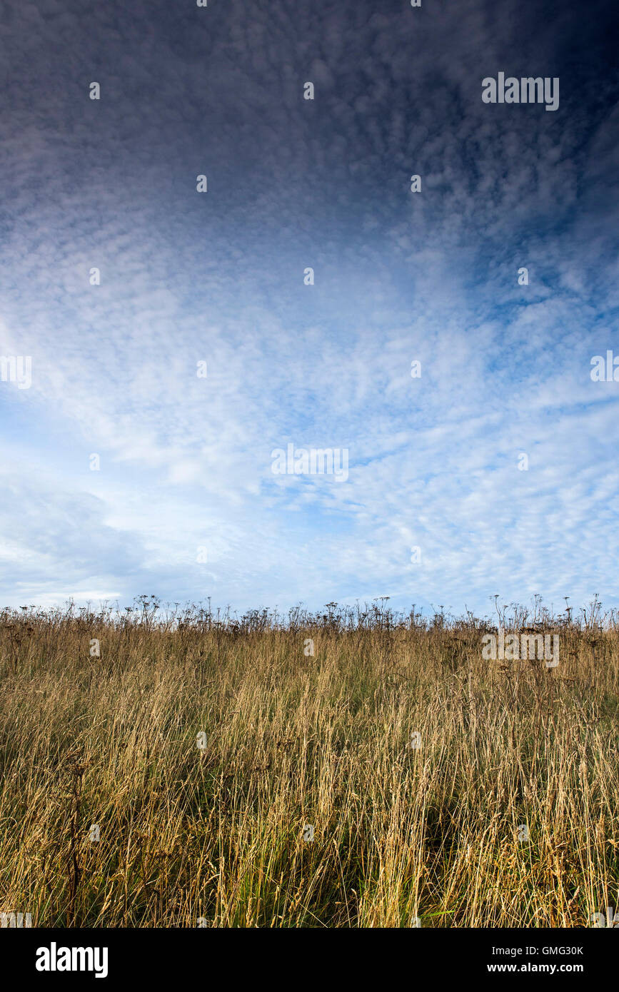 Erba su East Pentire in Cornovaglia. Foto Stock