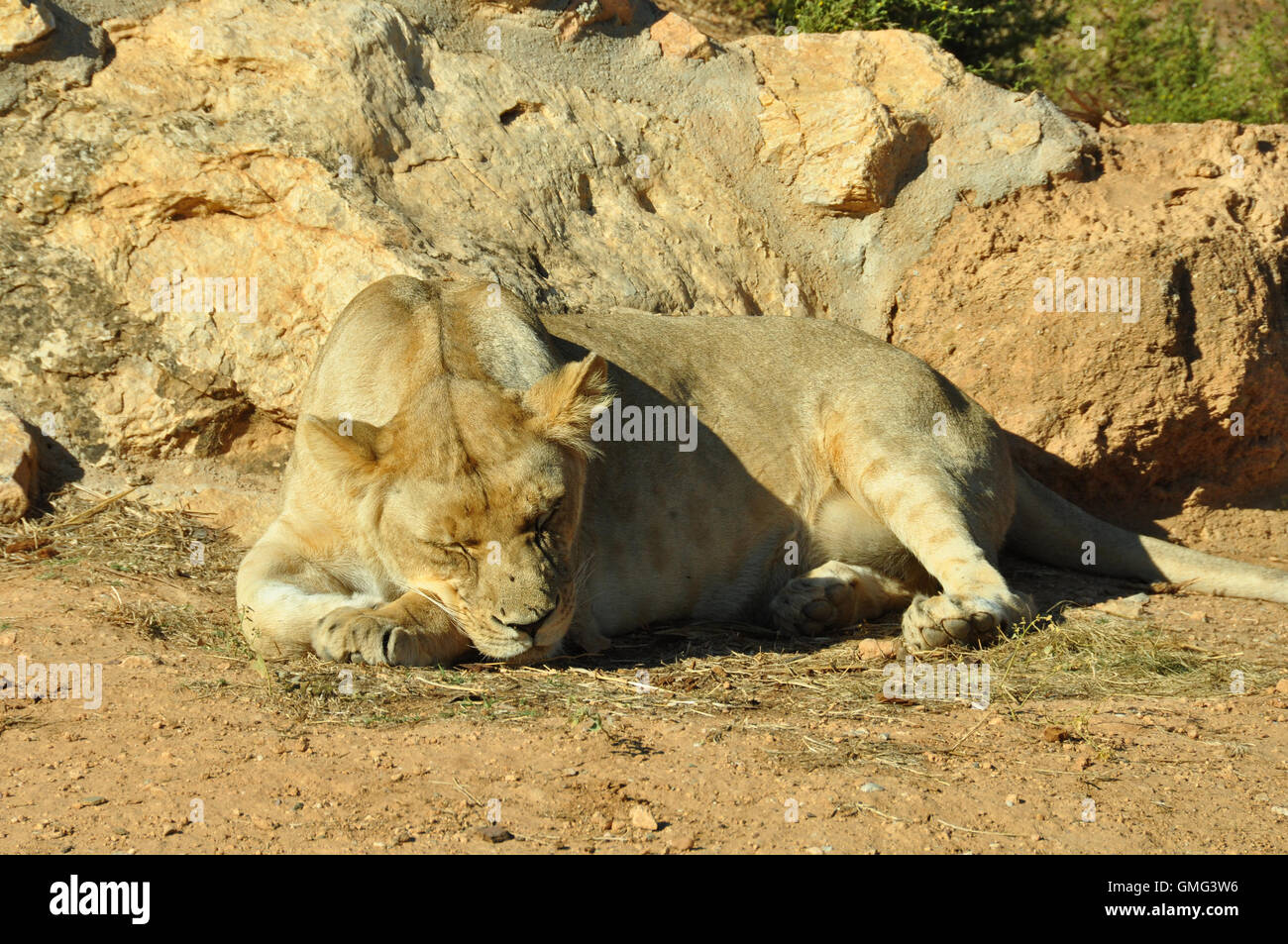 Dormire leonessa. Southwest leone africano in appoggio sotto il caldo sole di mezzogiorno. Foto Stock
