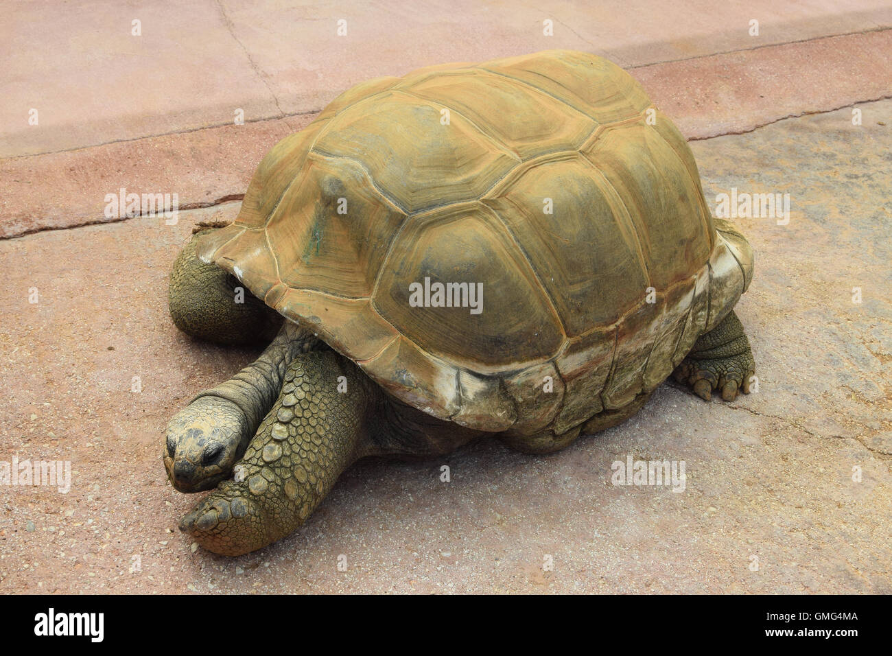 Gigantesca tartaruga aldabra reptile animale con guscio polveroso strisciando sulla superficie di calcestruzzo. Foto Stock