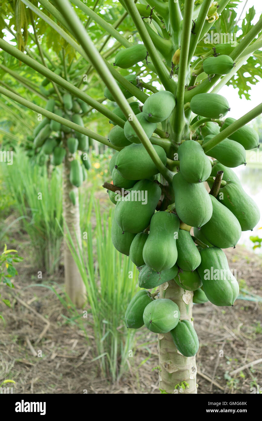 Papaia fresca albero con il mazzetto di frutta Foto Stock