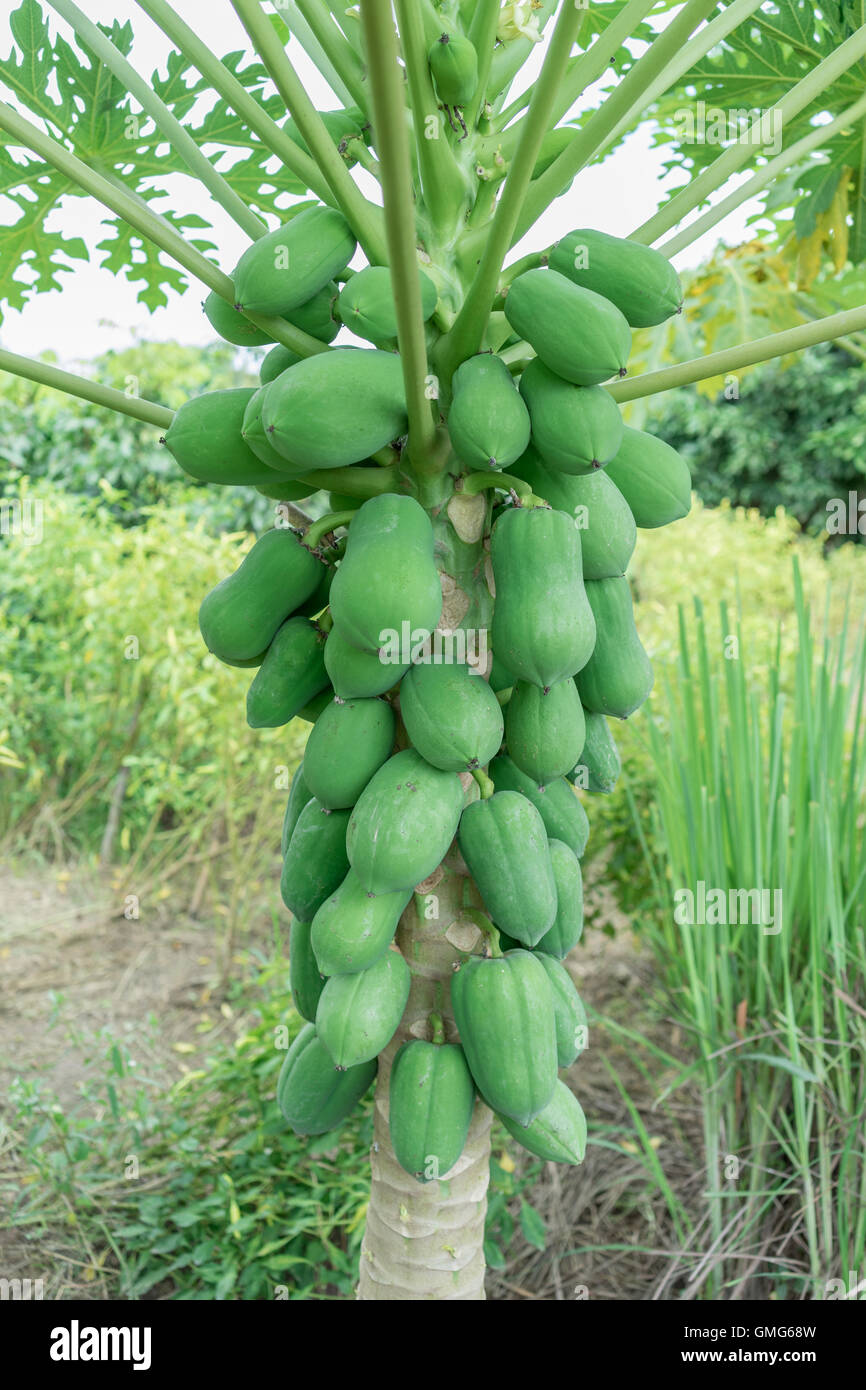 Papaia fresca albero con il mazzetto di frutta Foto Stock