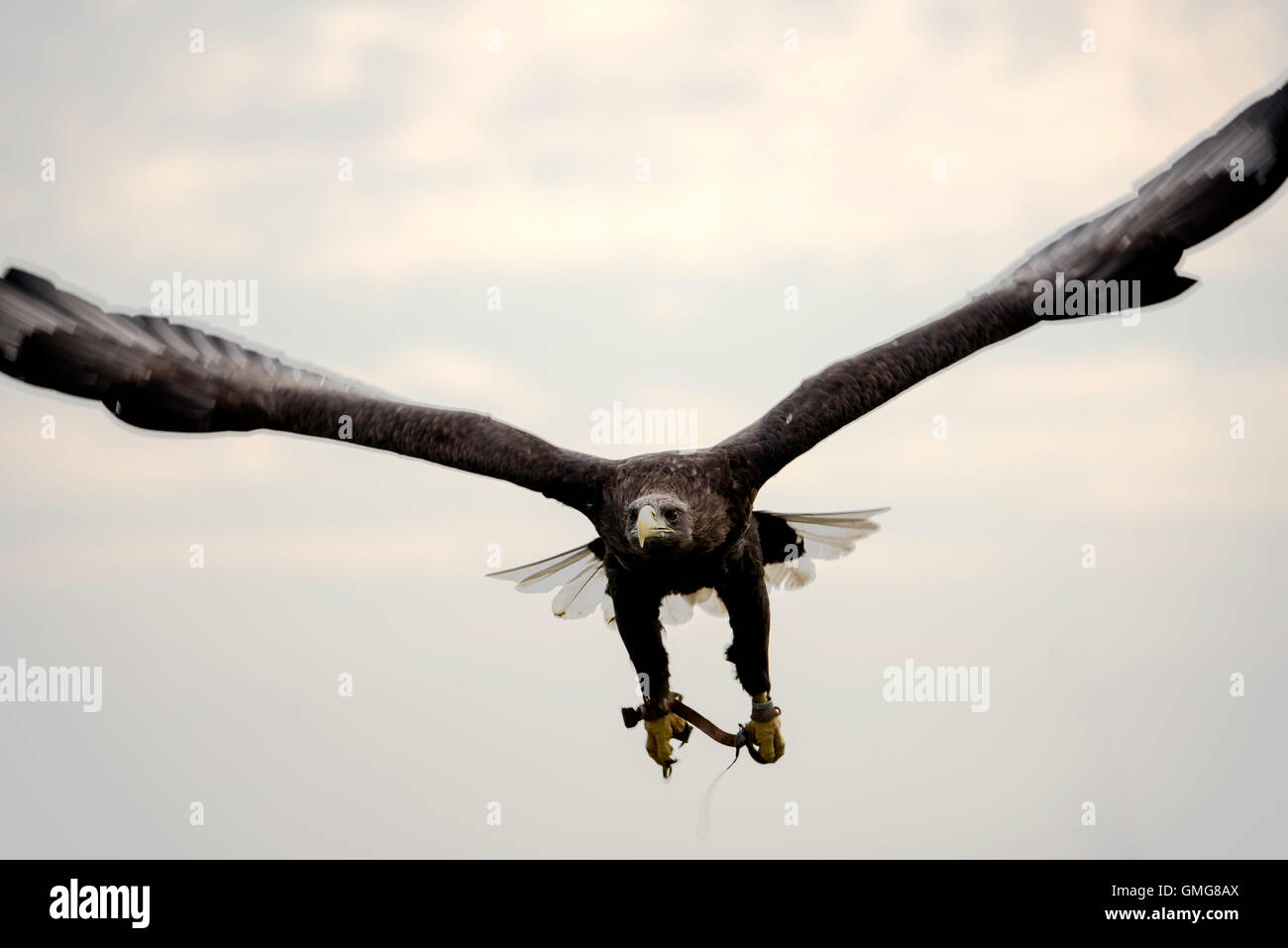 Aquila di mare Foto Stock