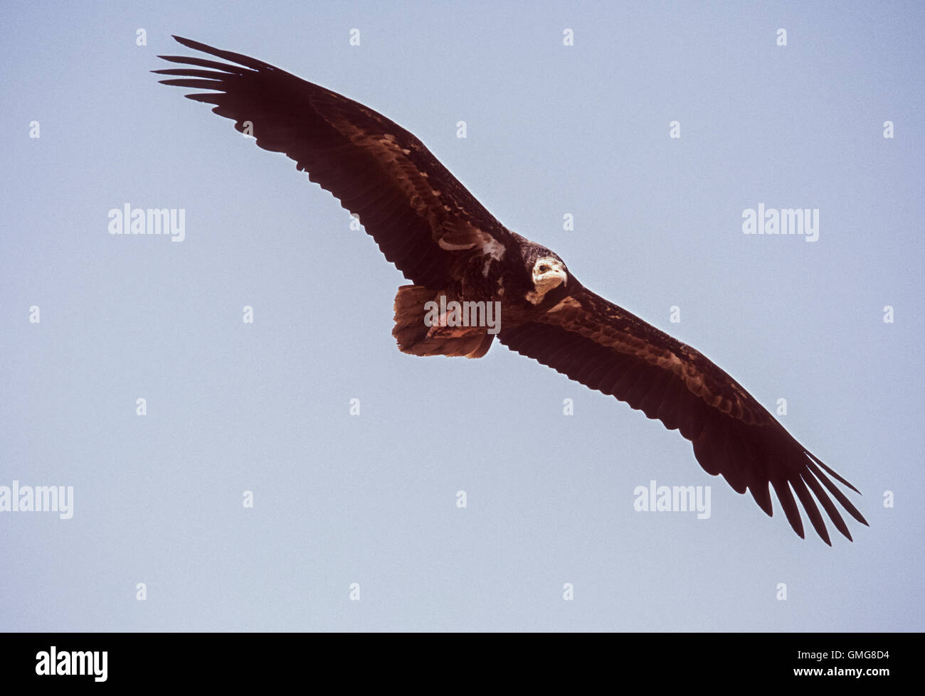 Avvoltoio egiziano, talvolta chiamato Scavenger avvoltoio, Neophron percnopterus, capretti in volo, Bharatpur, India Foto Stock